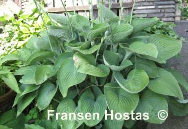 Hosta nigrescens