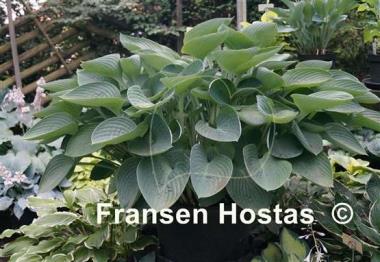 Hosta nigrescens