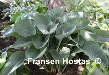 Hosta nigrescens