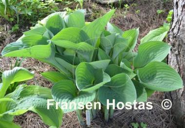 Hosta nigrescens