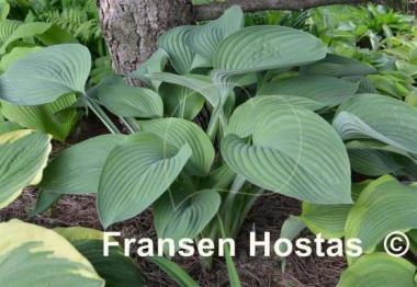 Hosta nigrescens
