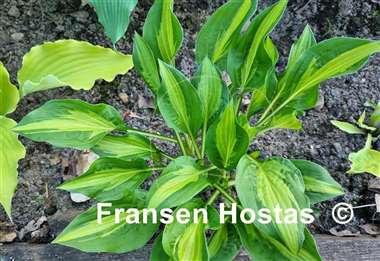 Hosta Oberland Spring Air