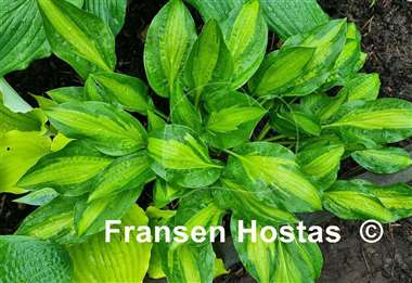 Hosta Oberland Spring Air