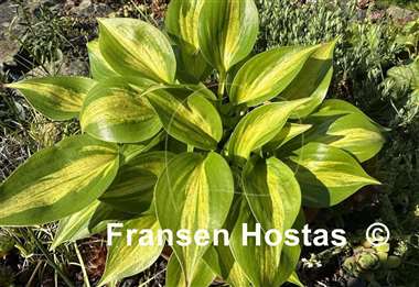 Hosta Obi-Wan Kenobi