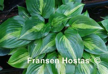 Hosta Obi-Wan Kenobi