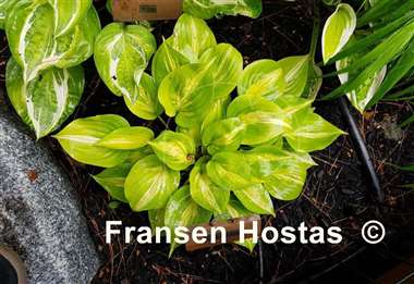 Hosta Obi-Wan Kenobi