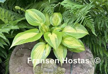 Hosta Obi-Wan Kenobi
