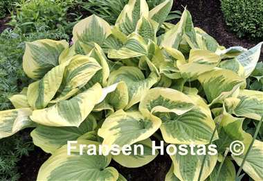 Hosta Oh Cindy