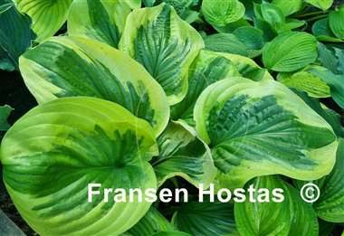 Hosta Oh Cindy