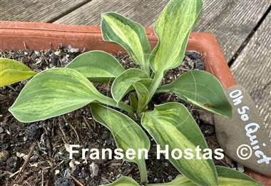 Hosta Oh So Quiet