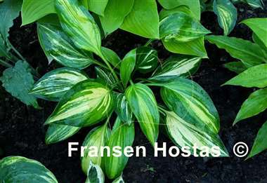 Hosta Oil Paint