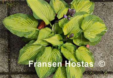 Hosta Old Glory