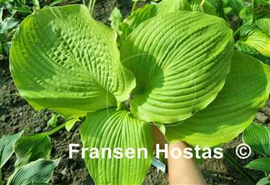 Hosta Old Yeller