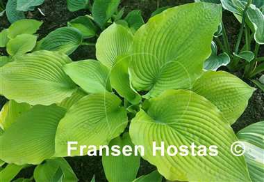 Hosta Old Yeller