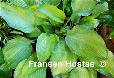 Hosta Olympic Gold Medal