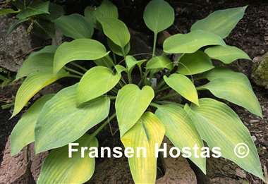Hosta Olympic Gold Medal