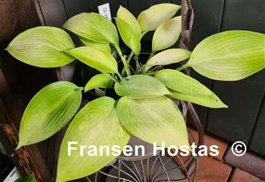 Hosta Olympic Gold Medal
