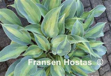 Hosta Olympic Sunrise