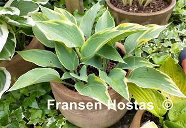 Hosta Olympic Twilight