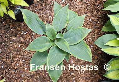 Hosta Olympic Twilight