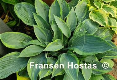 Hosta Olympic Twilight