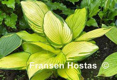 Hosta On Stage