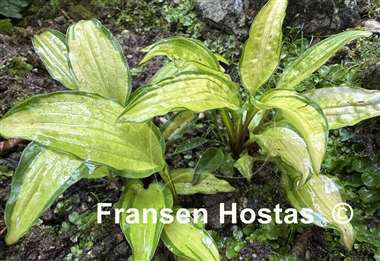 Hosta On the Marc