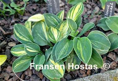 Hosta One Iota Supreme