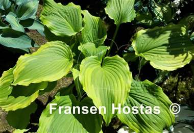 Hosta One Last Dance