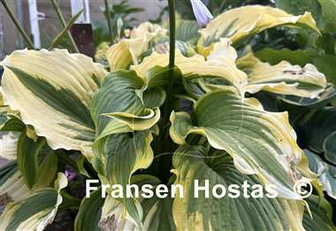 Hosta One Last Dance
