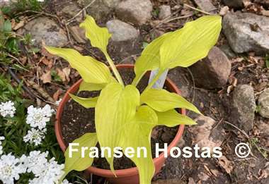 Hosta Ophir