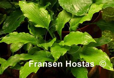 Hosta Ophir