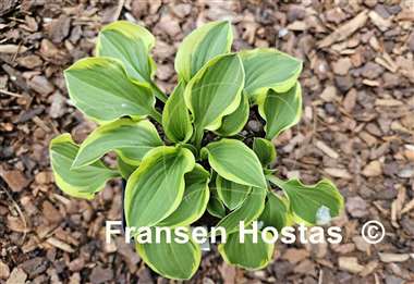 Hosta Ops
