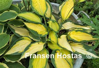 Hosta Orange Marmalade