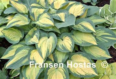 Hosta Orange Marmalade