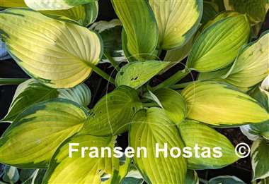 Hosta Orange Rose