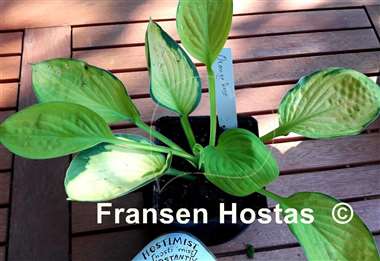 Hosta Orange Rose