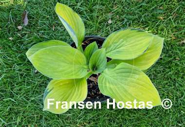 Hosta Orange Rose