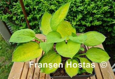 Hosta Orange Rose