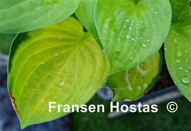 Hosta Orange Rose