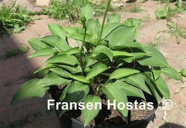 Hosta Otome