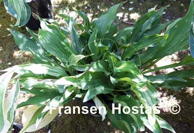 Hosta Outhouse Delight