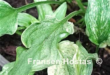 Hosta Outhouse Delight