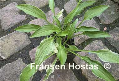 Hosta Outhouse Delight