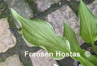 Hosta Outhouse Delight