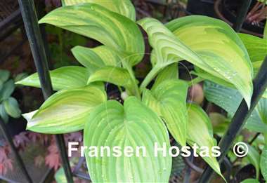 Hosta Outrageous