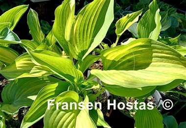 Hosta Outrageous