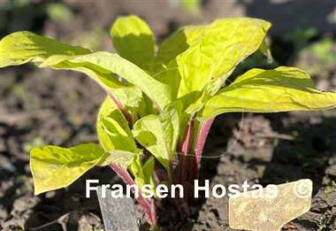 Hosta Owen's Outrage