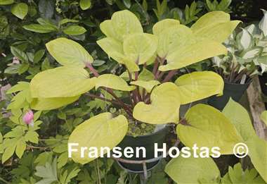 Hosta Owen's Outrage