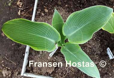 Hosta Oyster Bar